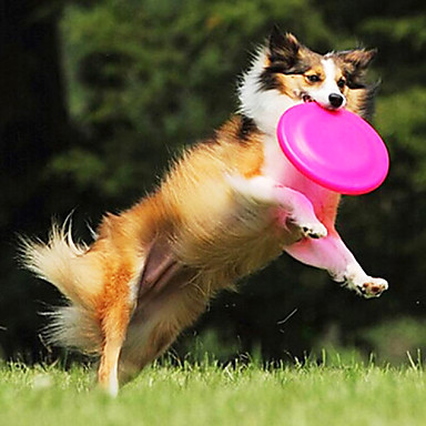 Perro frisbee. Perro atrapando disco volador Foto de stock 2201721215